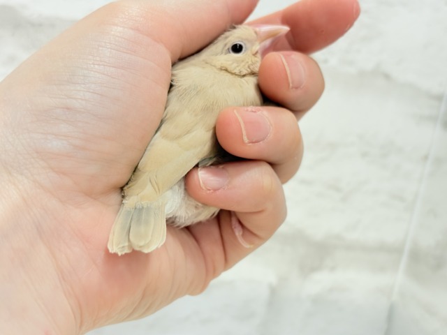 シナモン文鳥
