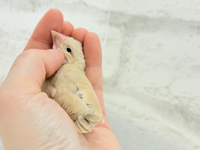 【最新画像更新🪄】ふんわり優しさ溢れる子☕️.*・゚シナモン文鳥 ヒナ シナモン文鳥