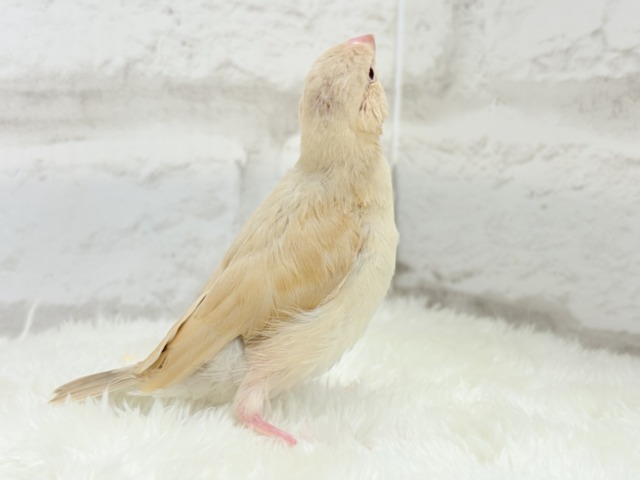 【最新画像更新🪄】ふんわり優しさ溢れる子☕️.*・゚シナモン文鳥 ヒナ シナモン文鳥