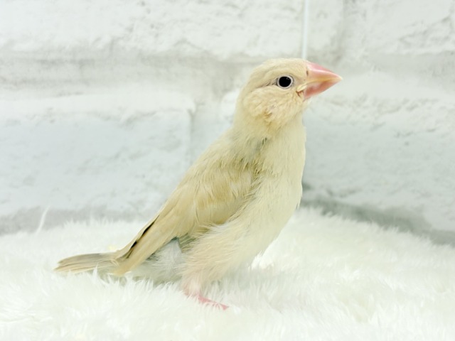 シナモン文鳥