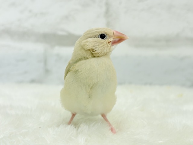 【最新画像更新🪄】ふんわり優しさ溢れる子☕️.*・゚シナモン文鳥 ヒナ シナモン文鳥