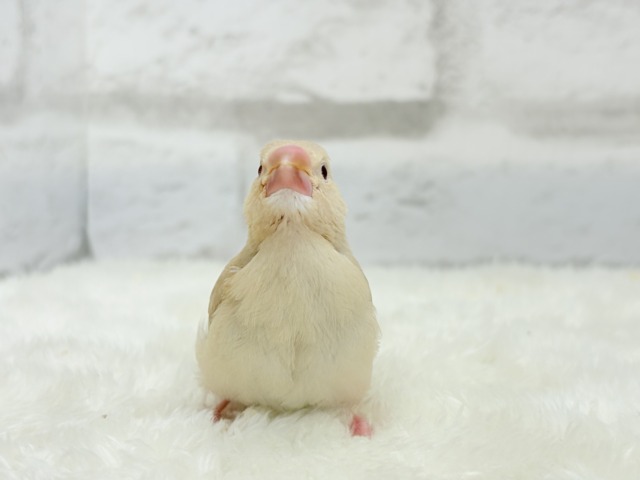 【最新画像更新🪄】ふんわり優しさ溢れる子☕️.*・゚シナモン文鳥 ヒナ シナモン文鳥