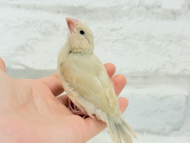 シナモン文鳥