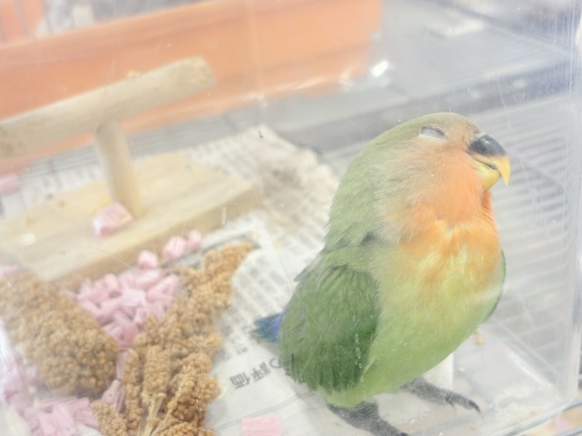 【最新画像更新🪄】食欲旺盛☆元気のカタマリッ(ง ˙꒳˙ )วコザクラインコ(ノーマル) ヒナ コザクラインコ(小桜インコ)