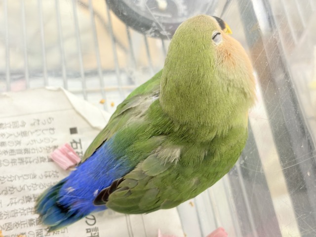 【最新画像更新🪄】食欲旺盛☆元気のカタマリッ(ง ˙꒳˙ )วコザクラインコ(ノーマル) ヒナ コザクラインコ(小桜インコ)
