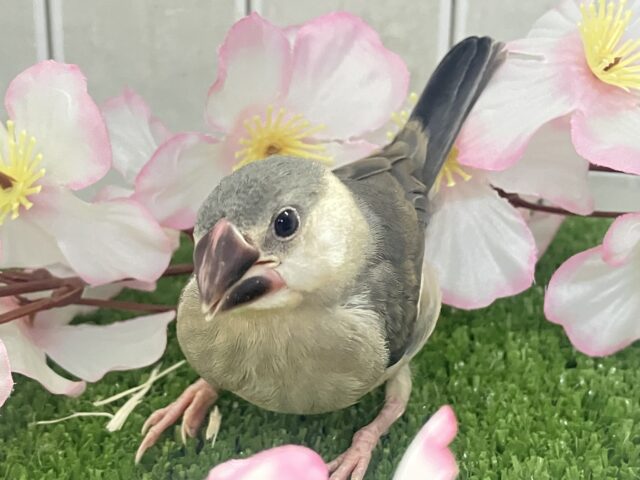 ✨最新画像✨チュンチュン!!(・8・)ほっぺた夢いっぱい💭💞桜文鳥(2026年2月生まれ) 桜文鳥
