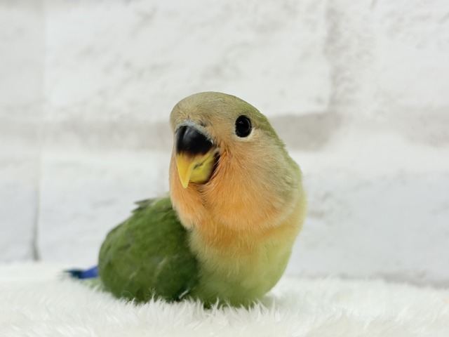 【最新画像更新🪄】食欲旺盛☆元気のカタマリッ(ง ˙꒳˙ )วコザクラインコ(ノーマル) ヒナ コザクラインコ(小桜インコ)