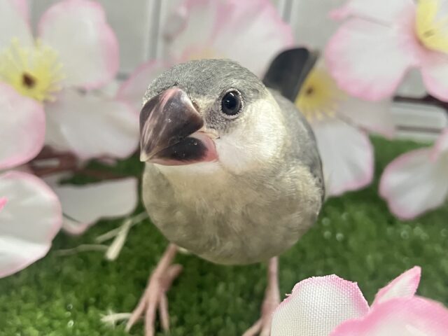 ✨最新画像✨チュンチュン!!(・8・)ほっぺた夢いっぱい💭💞桜文鳥(2026年2月生まれ) 桜文鳥