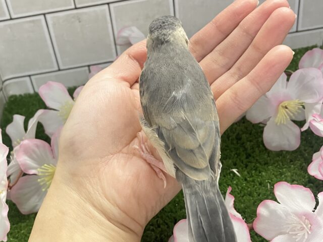 ✨最新画像✨チュンチュン!!(・8・)ほっぺた夢いっぱい💭💞桜文鳥(2026年2月生まれ) 桜文鳥