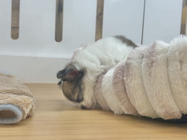 チワワ