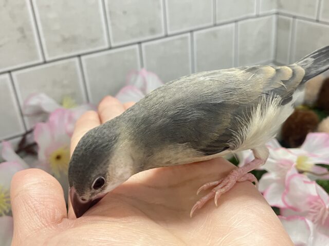 ✨最新画像✨チュンチュン!!(・8・)ほっぺた夢いっぱい💭💞桜文鳥(2026年2月生まれ) 桜文鳥