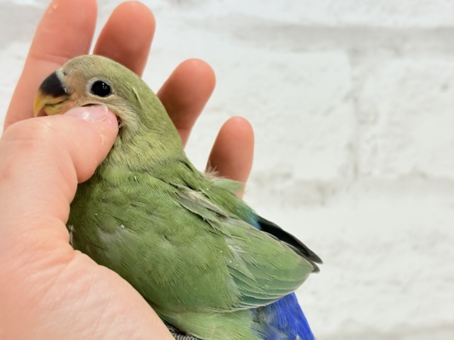 【最新画像更新🪄】食欲旺盛☆元気のカタマリッ(ง ˙꒳˙ )วコザクラインコ(ノーマル) ヒナ コザクラインコ(小桜インコ)