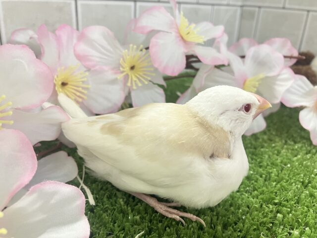 ✨最新画像✨炸裂びびび❕Milky光線🍓☕💭アルビノ文鳥(2026年2月下旬生まれ) アルビノ文鳥