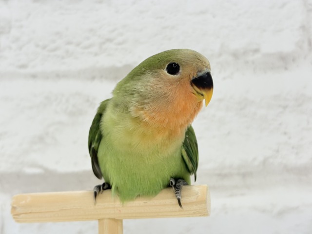 【最新画像更新🪄】食欲旺盛☆元気のカタマリッ(ง ˙꒳˙ )วコザクラインコ(ノーマル) ヒナ コザクラインコ(小桜インコ)