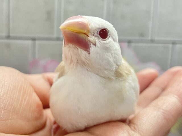 ✨最新画像✨炸裂びびび❕Milky光線🍓☕💭アルビノ文鳥(2026年2月下旬生まれ) アルビノ文鳥