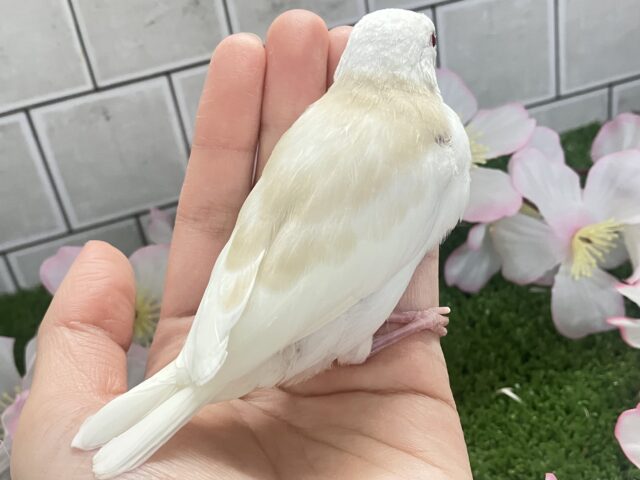 ✨最新画像✨炸裂びびび❕Milky光線🍓☕💭アルビノ文鳥(2026年2月下旬生まれ) アルビノ文鳥