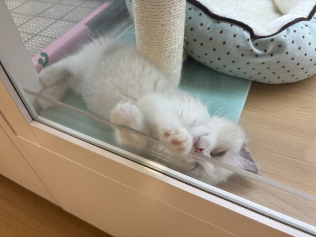 ラグドール