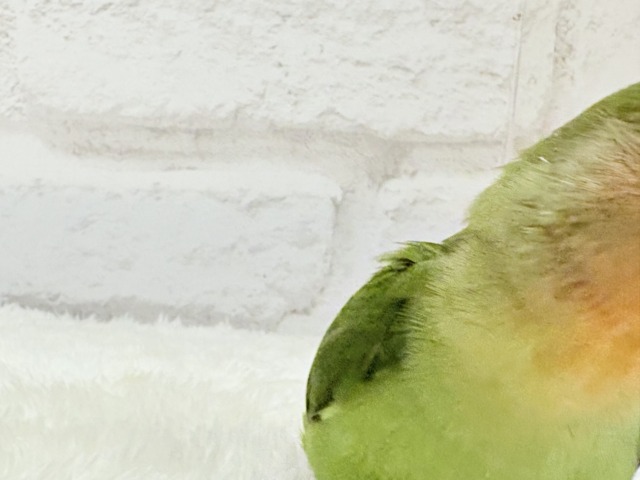【最新画像更新🪄】食欲旺盛☆元気のカタマリッ(ง ˙꒳˙ )วコザクラインコ(ノーマル) ヒナ コザクラインコ(小桜インコ)