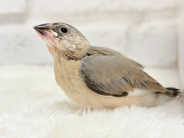 【最新画像更新🪄】文鳥界のリーダーを目指します𖤐 ̖́-桜文鳥 ヒナ 桜文鳥