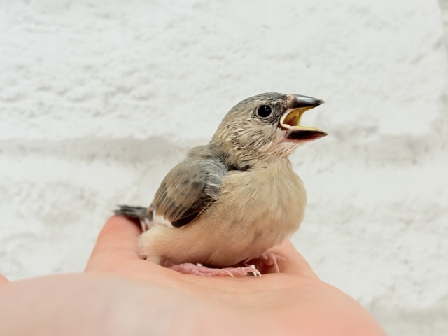 【最新画像更新🪄】文鳥界のリーダーを目指します𖤐 ̖́-桜文鳥 ヒナ 桜文鳥