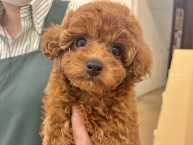 トイプードル