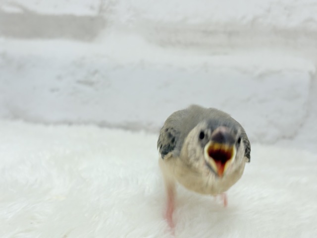 【最新画像更新🪄】文鳥界のリーダーを目指します𖤐 ̖́-桜文鳥 ヒナ 桜文鳥