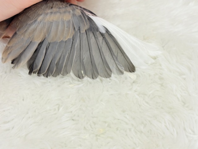 【最新画像更新🪄】文鳥界のリーダーを目指します𖤐 ̖́-桜文鳥 ヒナ 桜文鳥