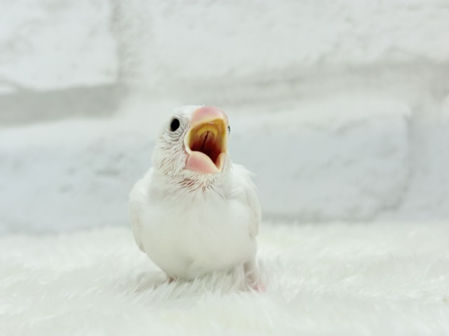 白文鳥