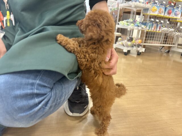 トイプードル