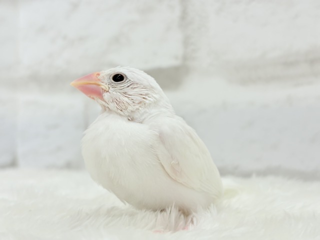 【最新画像更新🪄】将来はおもちみたいになりたいな。。。白文鳥 ヒナ 白文鳥