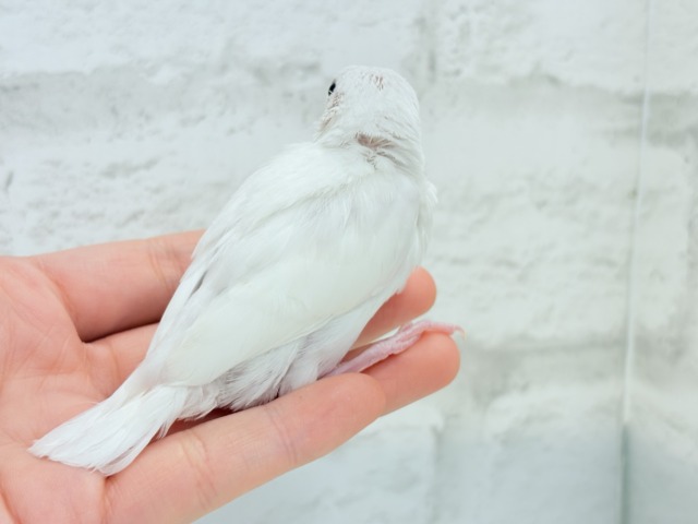白文鳥