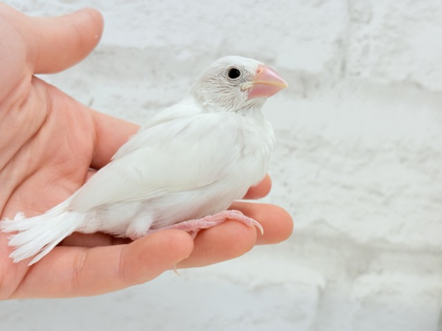 【最新画像更新🪄】将来はおもちみたいになりたいな。。。白文鳥 ヒナ 白文鳥