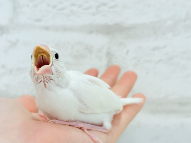 【最新画像更新🪄】将来はおもちみたいになりたいな。。。白文鳥 ヒナ 白文鳥