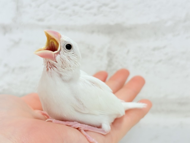 白文鳥