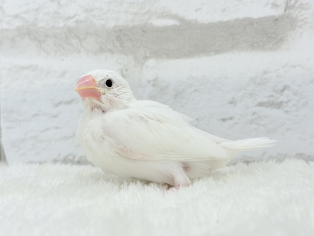 【最新画像更新🪄】将来はおもちみたいになりたいな。。。白文鳥 ヒナ 白文鳥