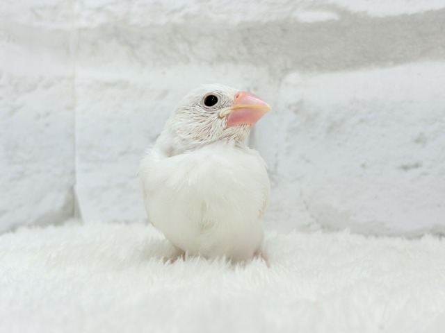 白文鳥