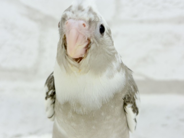 【最新画像更新🪄ひとり餌になりました☆】愛嬌たっぷり♡オカメインコ(WFパイド) ヒナ オカメインコ