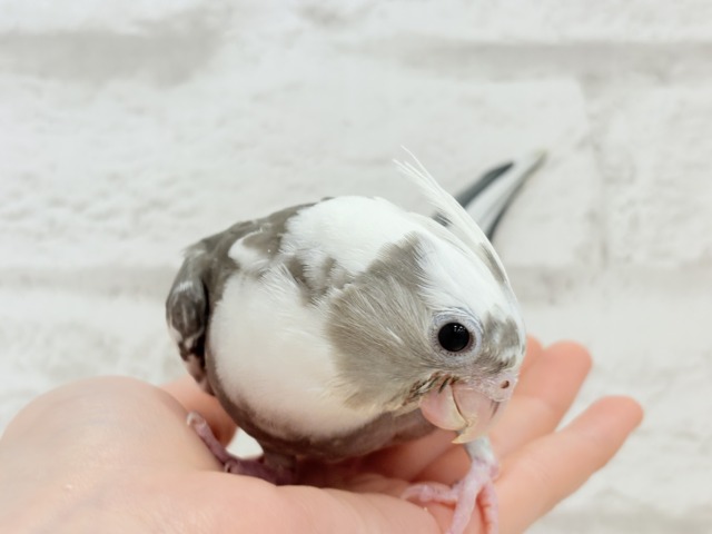 【最新画像更新🪄ひとり餌になりました☆】愛嬌たっぷり♡オカメインコ(WFパイド) ヒナ オカメインコ
