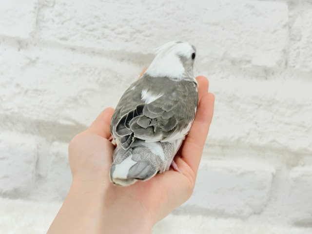 【最新画像更新🪄ひとり餌になりました☆】愛嬌たっぷり♡オカメインコ(WFパイド) ヒナ オカメインコ