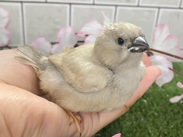 もちぴよ❔🤭おふとんフェアリぃ🍑🤍ジャンボキンカチョウ(2026年3月上旬生まれ) ジャンボキンカチョウ