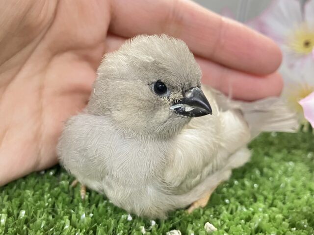 もちぴよ❔🤭おふとんフェアリぃ🍑🤍ジャンボキンカチョウ(2026年3月上旬生まれ) ジャンボキンカチョウ