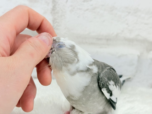 【最新画像更新🪄ひとり餌になりました☆】愛嬌たっぷり♡オカメインコ(WFパイド) ヒナ オカメインコ