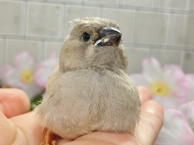 もちぴよ❔🤭おふとんフェアリぃ🍑🤍ジャンボキンカチョウ(2026年3月上旬生まれ) ジャンボキンカチョウ