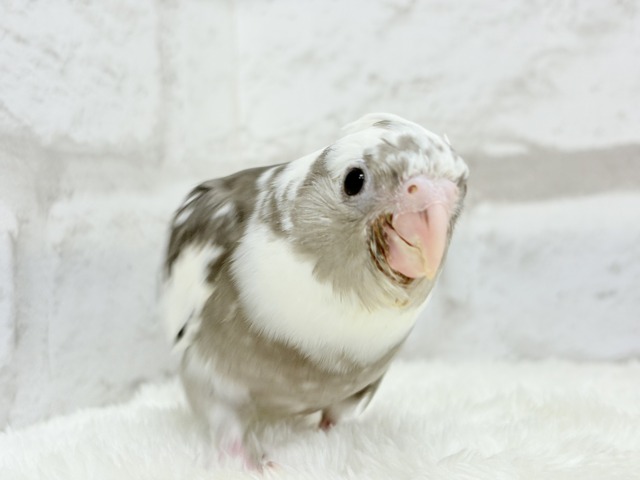 【最新画像更新🪄ひとり餌になりました☆】愛嬌たっぷり♡オカメインコ(WFパイド) ヒナ オカメインコ