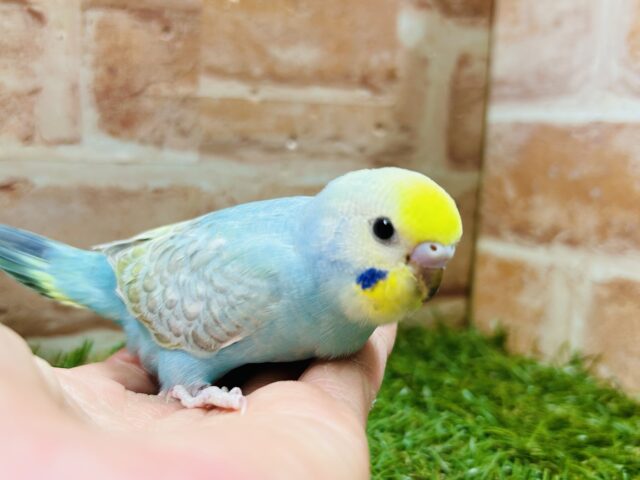 お顔のイエローに注目!!! セキセイインコ(レインボー系) セキセイインコ