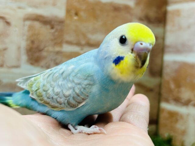 お顔のイエローに注目!!! セキセイインコ(レインボー系) セキセイインコ