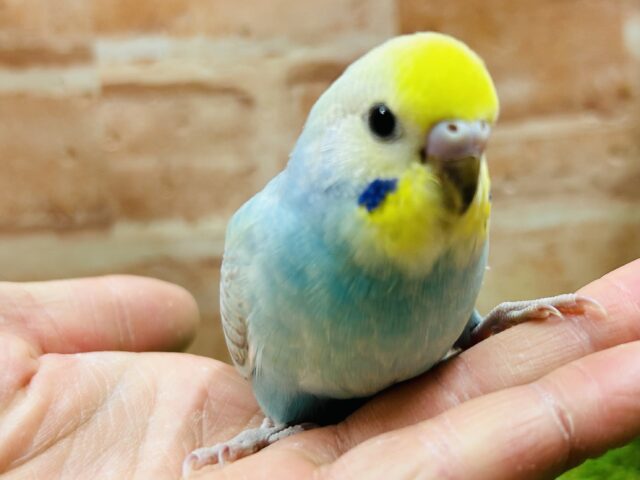 お顔のイエローに注目!!! セキセイインコ(レインボー系) セキセイインコ