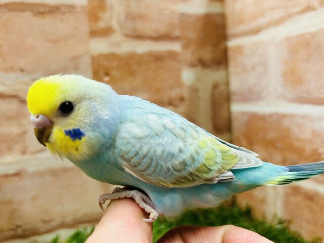 お顔のイエローに注目!!! セキセイインコ(レインボー系) セキセイインコ