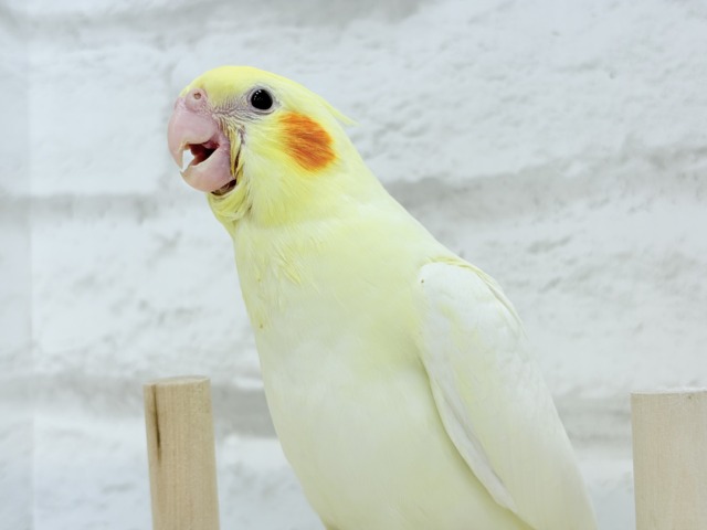 【最新画像更新🪄】あひるじゃないよ🪿オカメだよ🐥💛オカメインコ(ルチノー) ヒナ オカメインコ