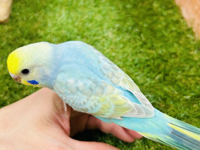 お顔のイエローに注目!!! セキセイインコ(レインボー系) セキセイインコ